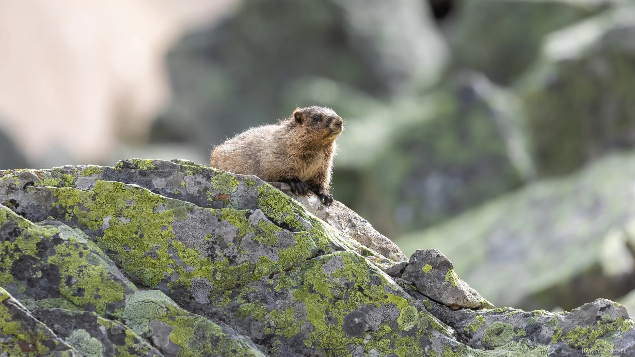 12 Mile Creek Marmot  (1 of 1).jpg