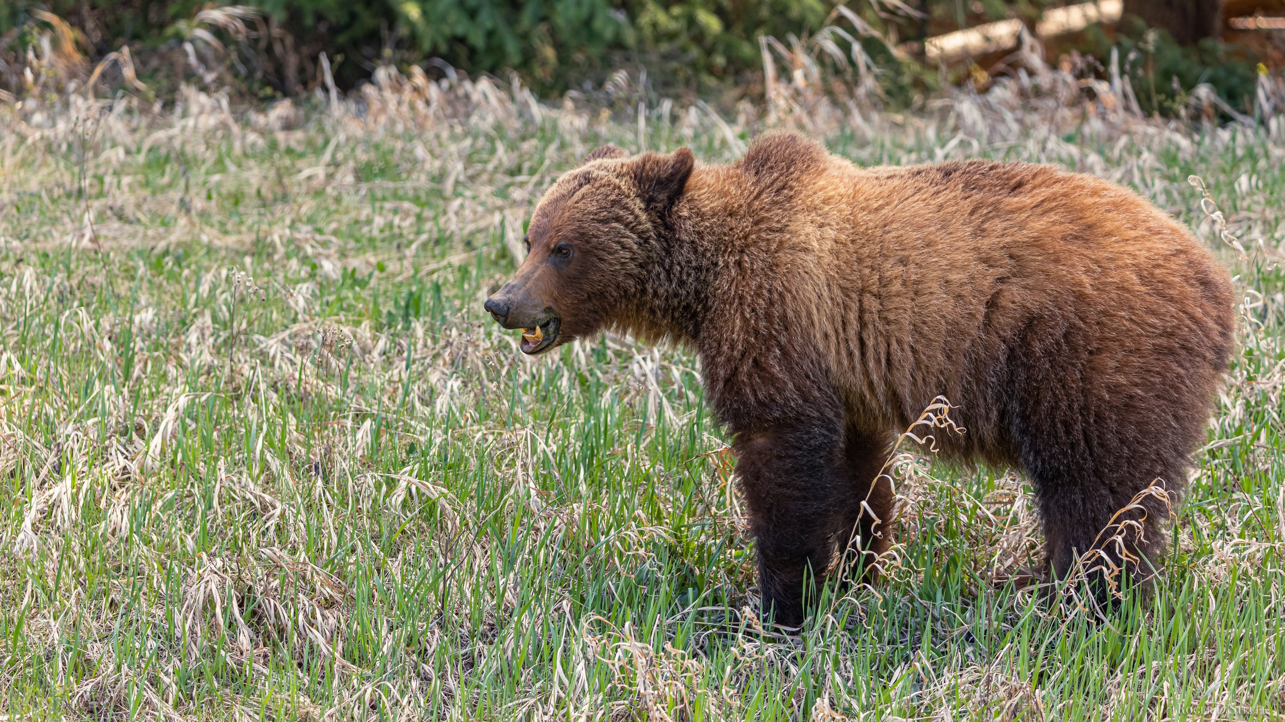 Grizzley Bear (1 of 1).jpg