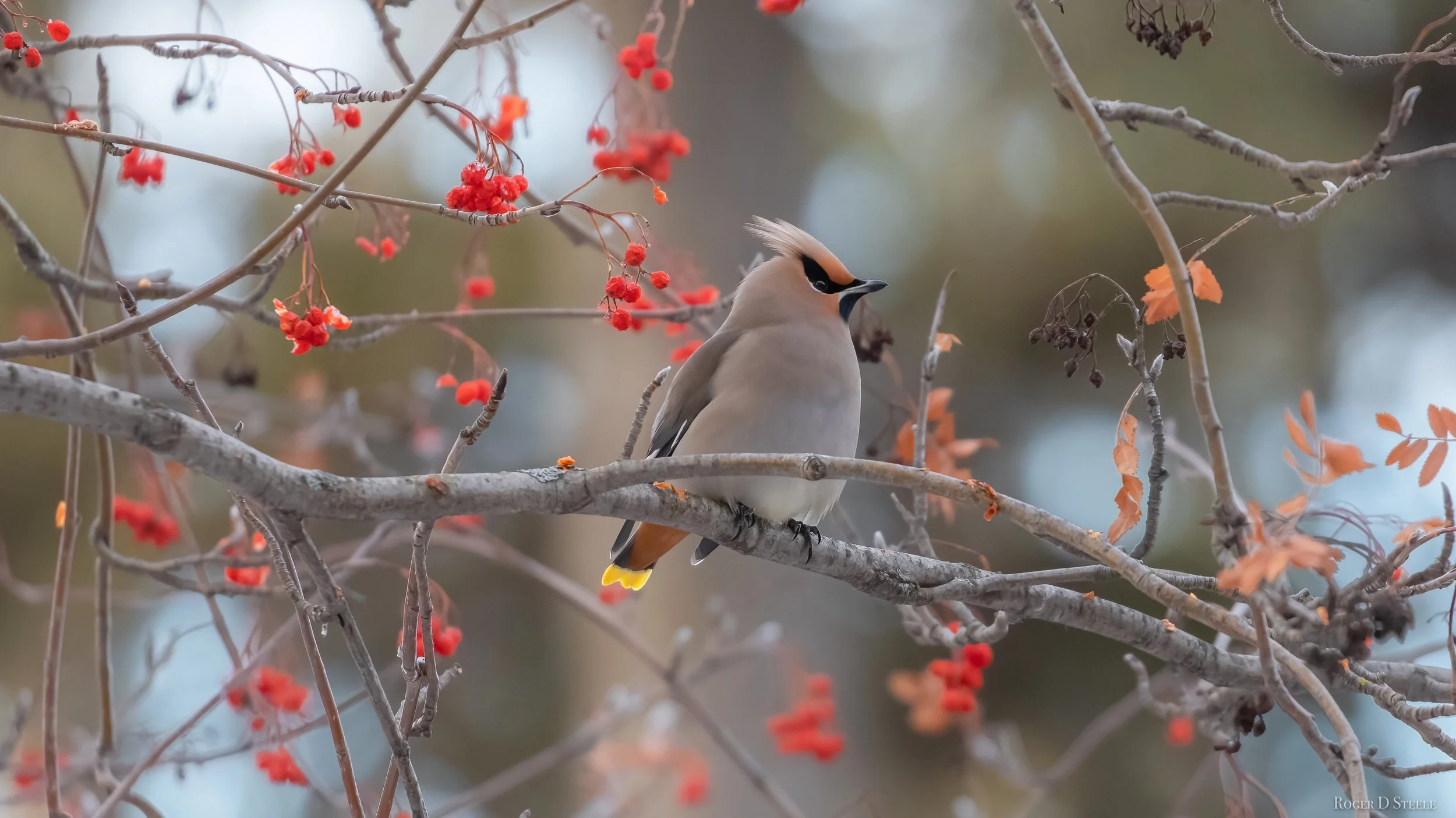 Bohemian Waxwing 2 (1 of 1).jpg