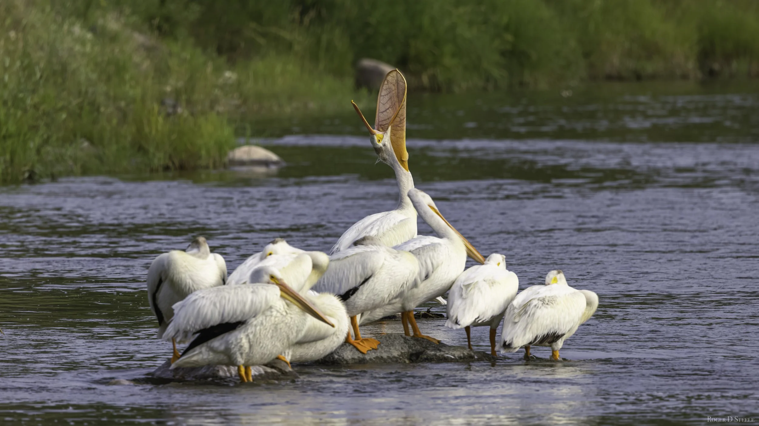 American White Pelicans 3.jpg