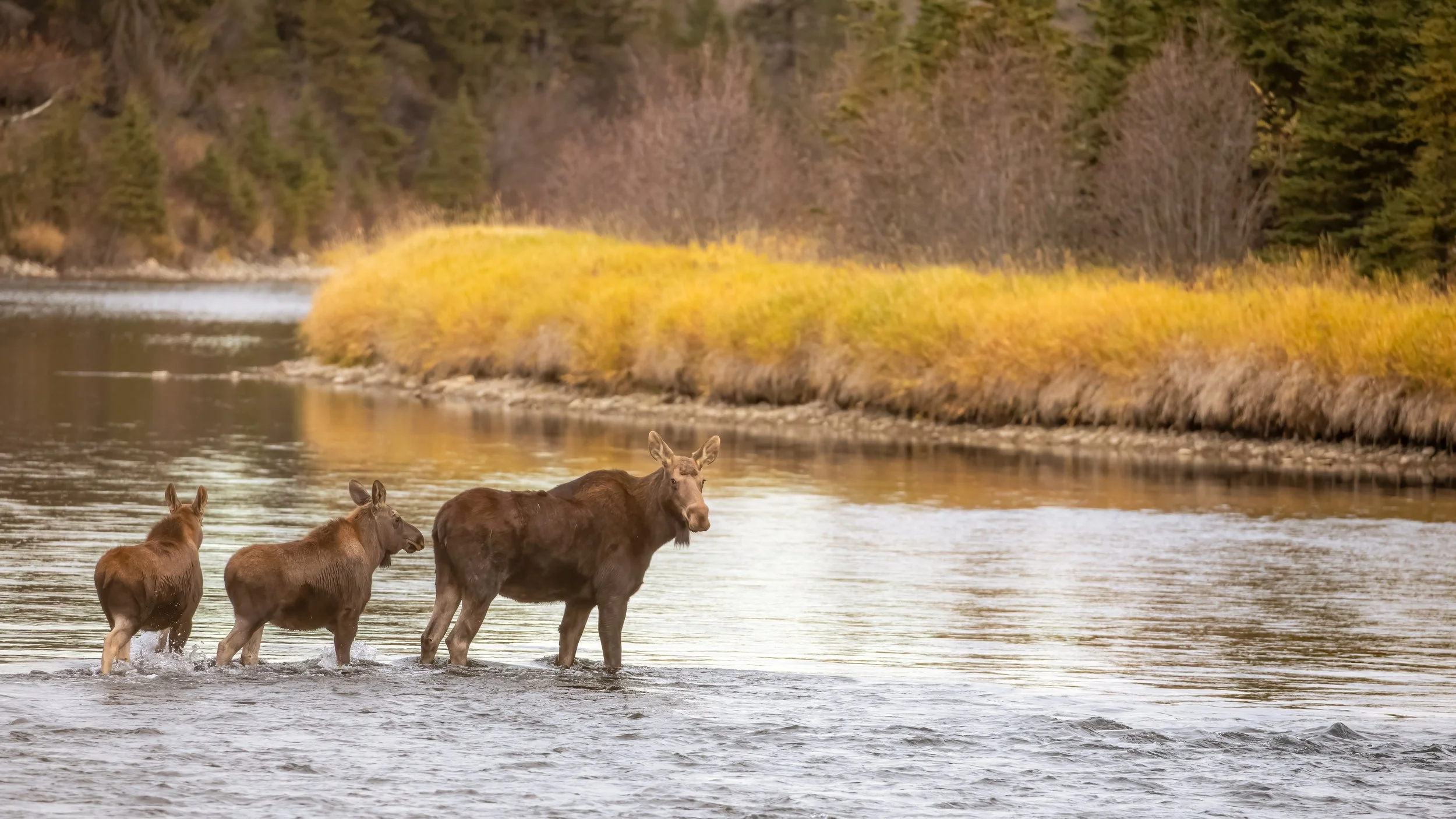 Moose 1 (1 of 1).jpg