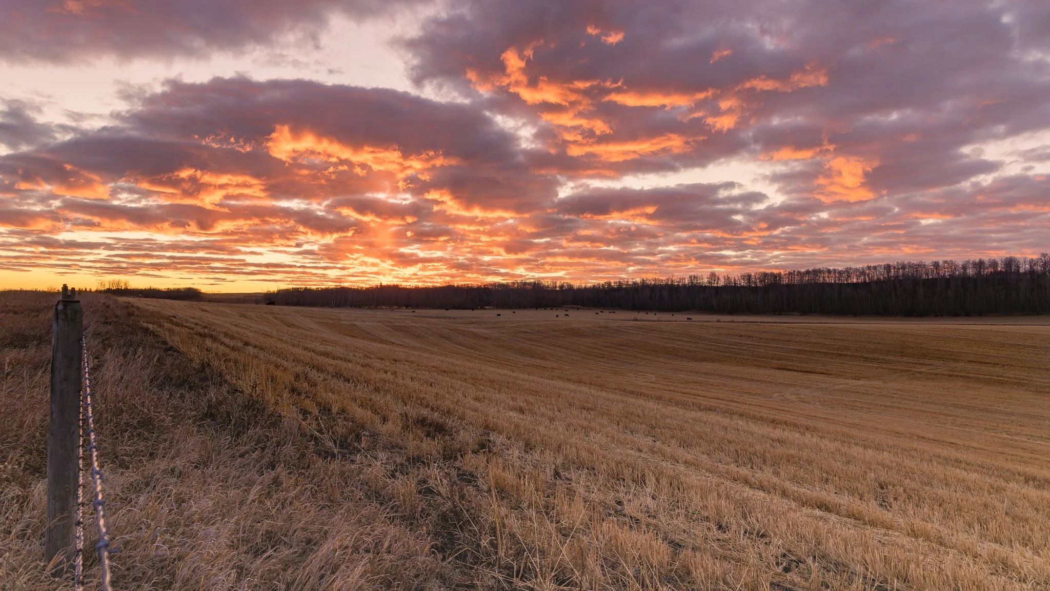 Crooked Fence Line.jpg