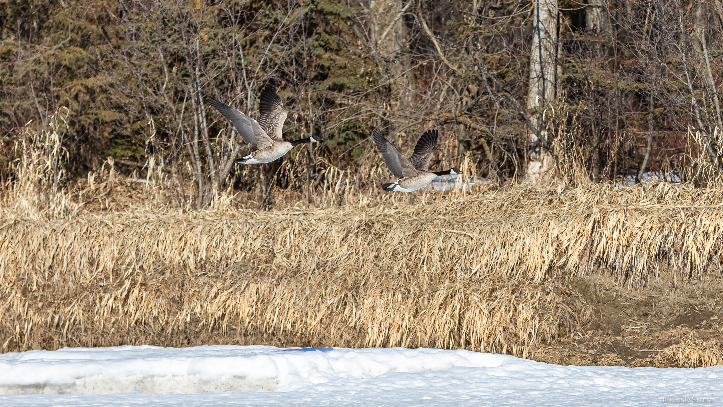 Geese In Flight (1 of 1).png