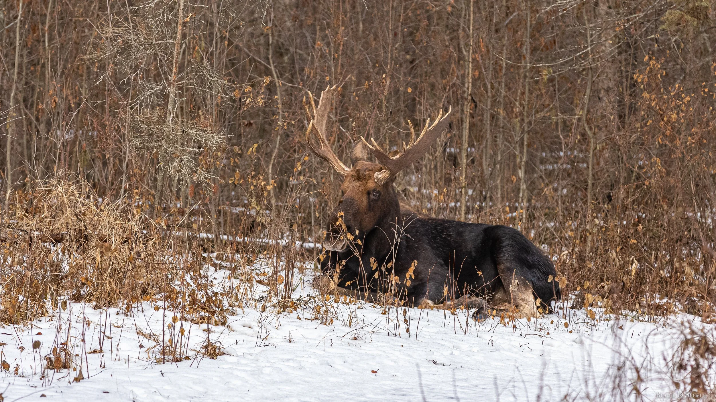 Bull Moose  (1 of 1).jpg