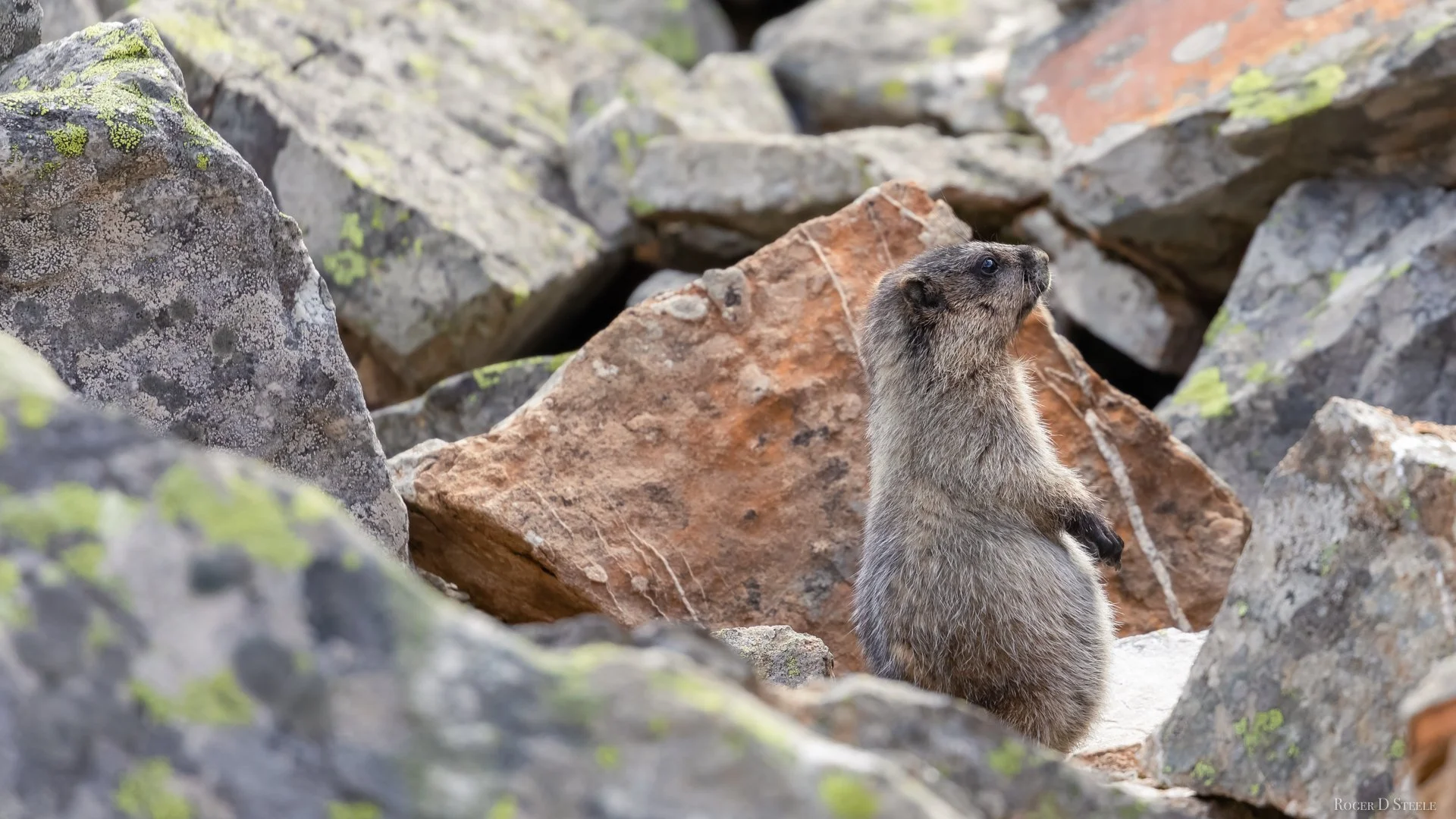 Marmot (1 of 1).jpg
