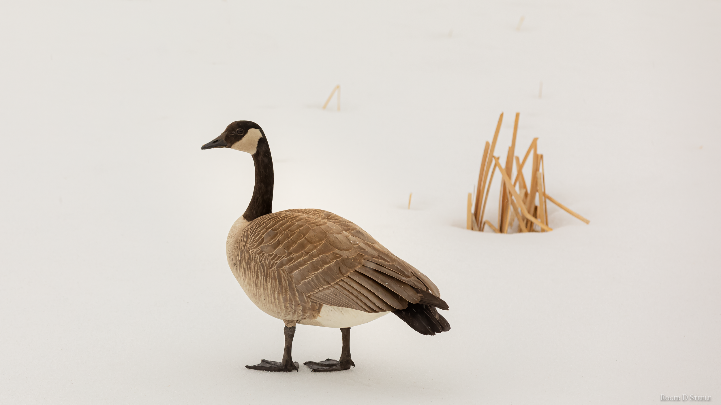 Canadian Goose Easter Weekend (1 of 1).png