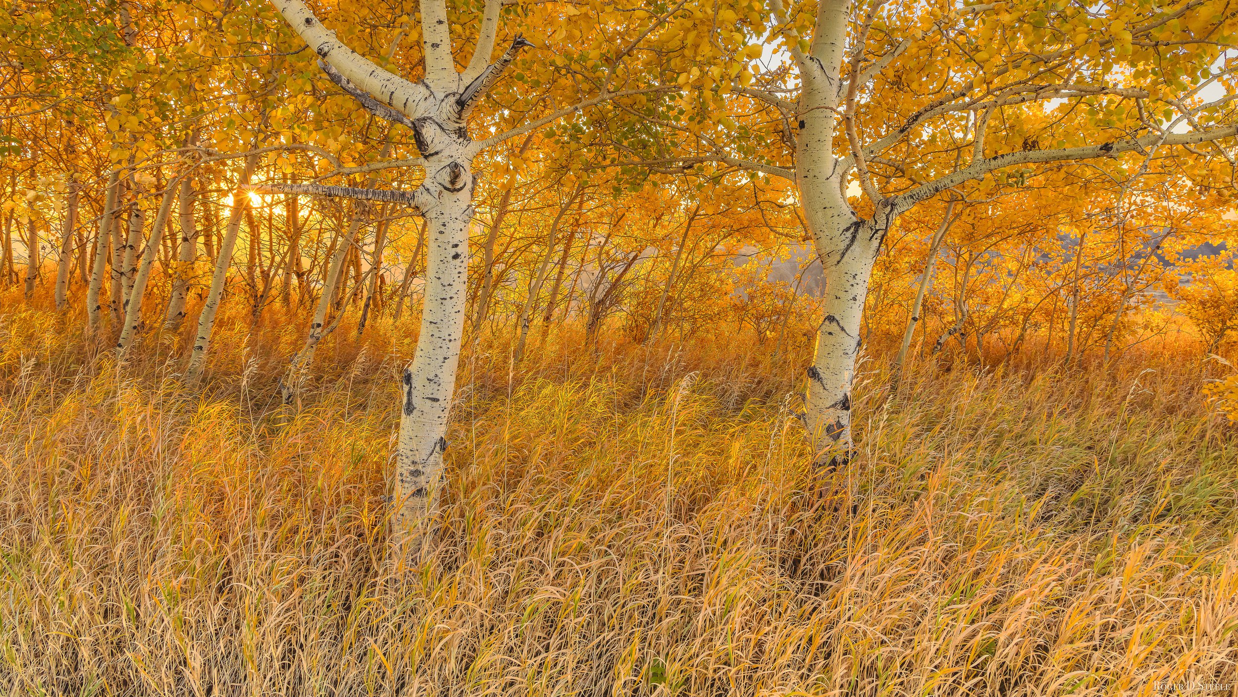 Fall