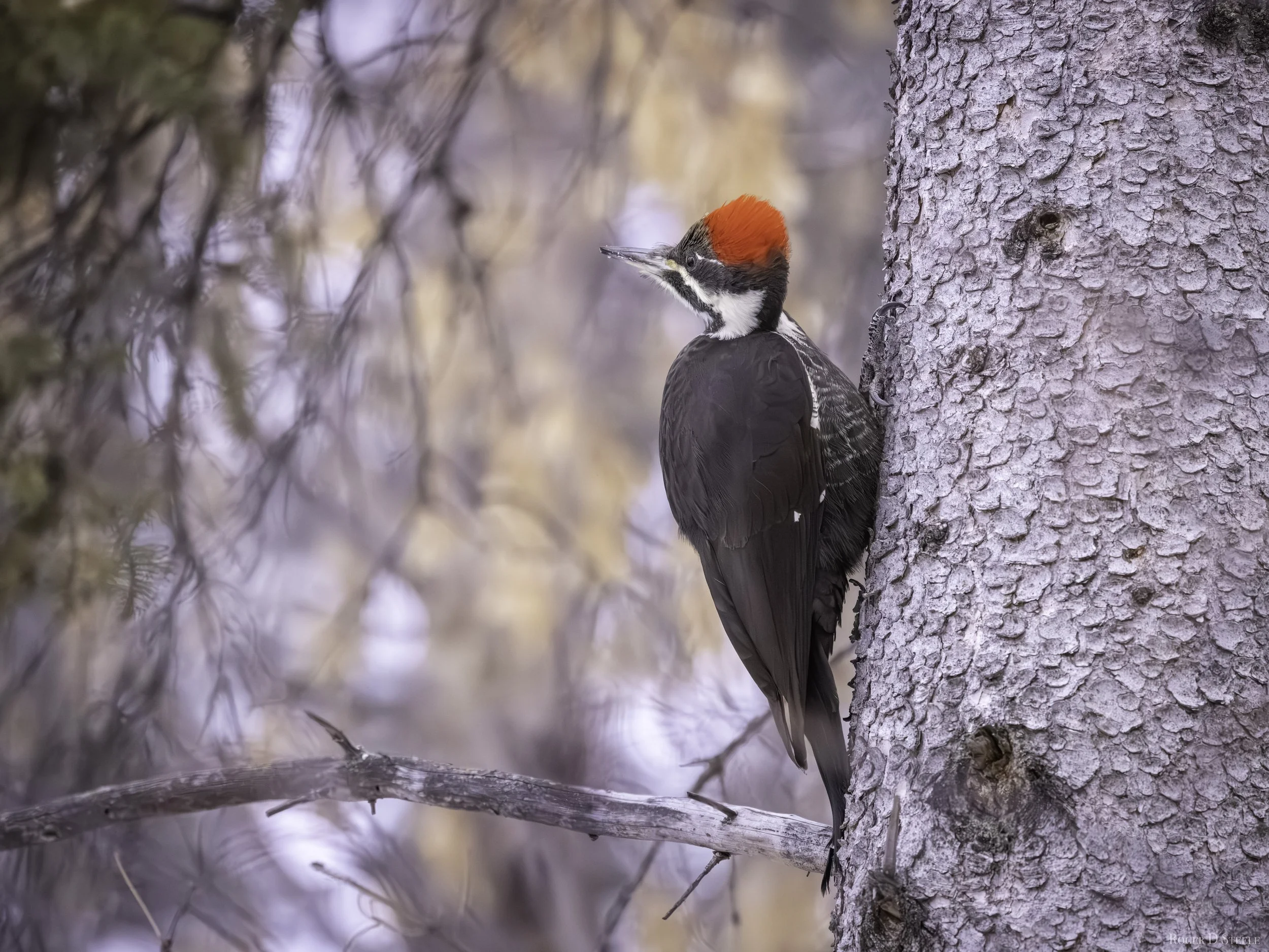 Pileated Woodpecker 1.jpg