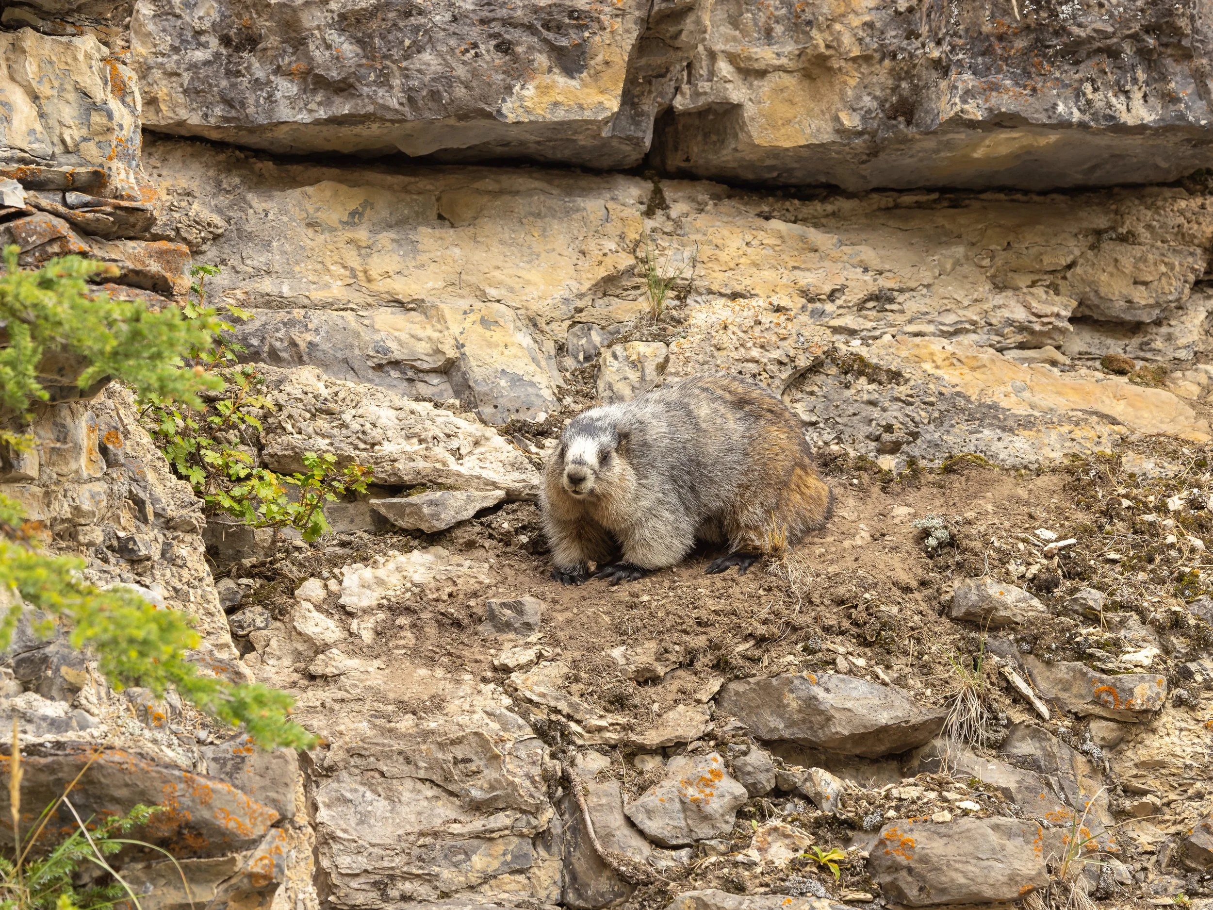 Marmot Perch_.jpg