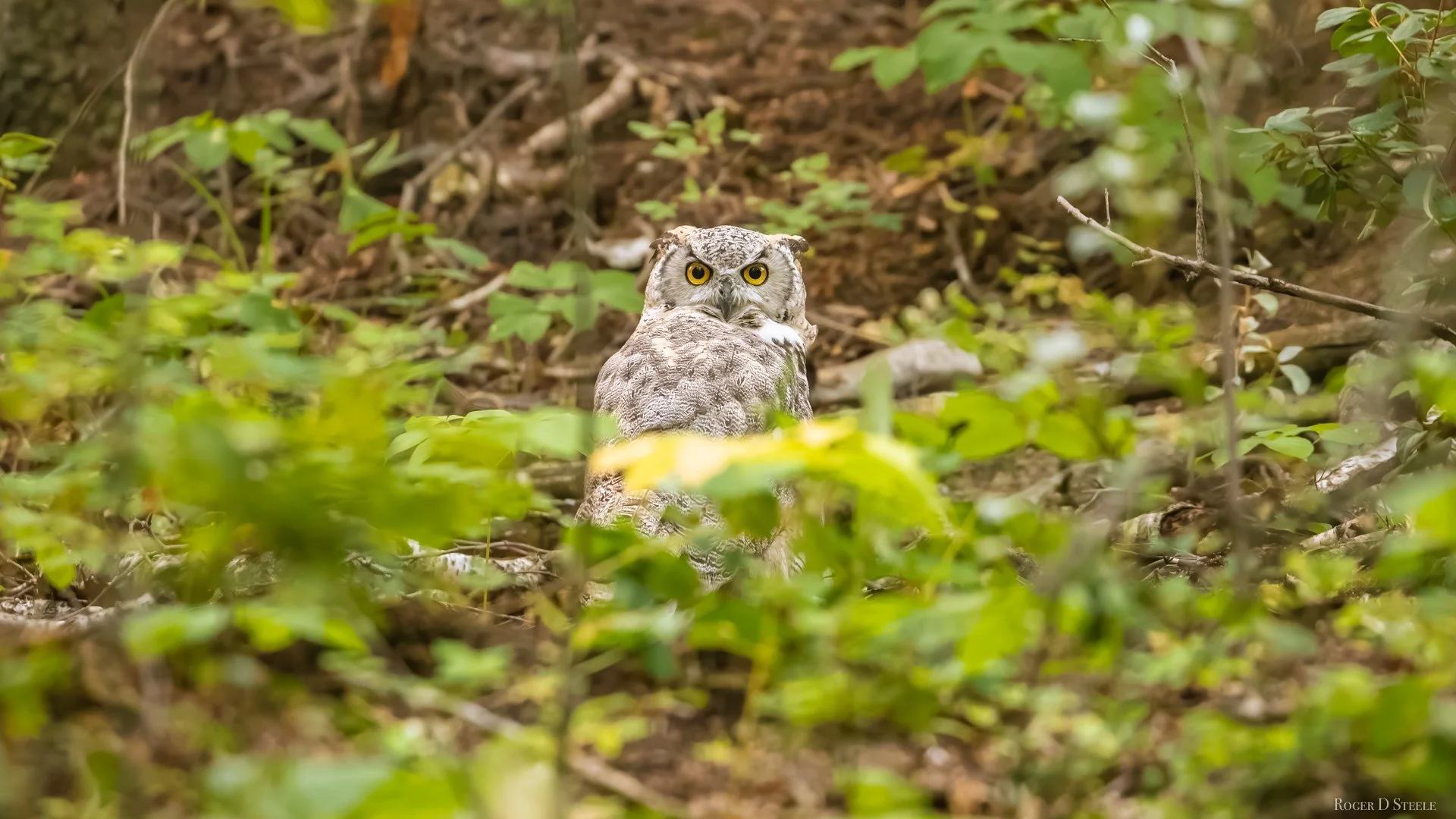 Great Horned Owel 2 (1 of 1).jpg