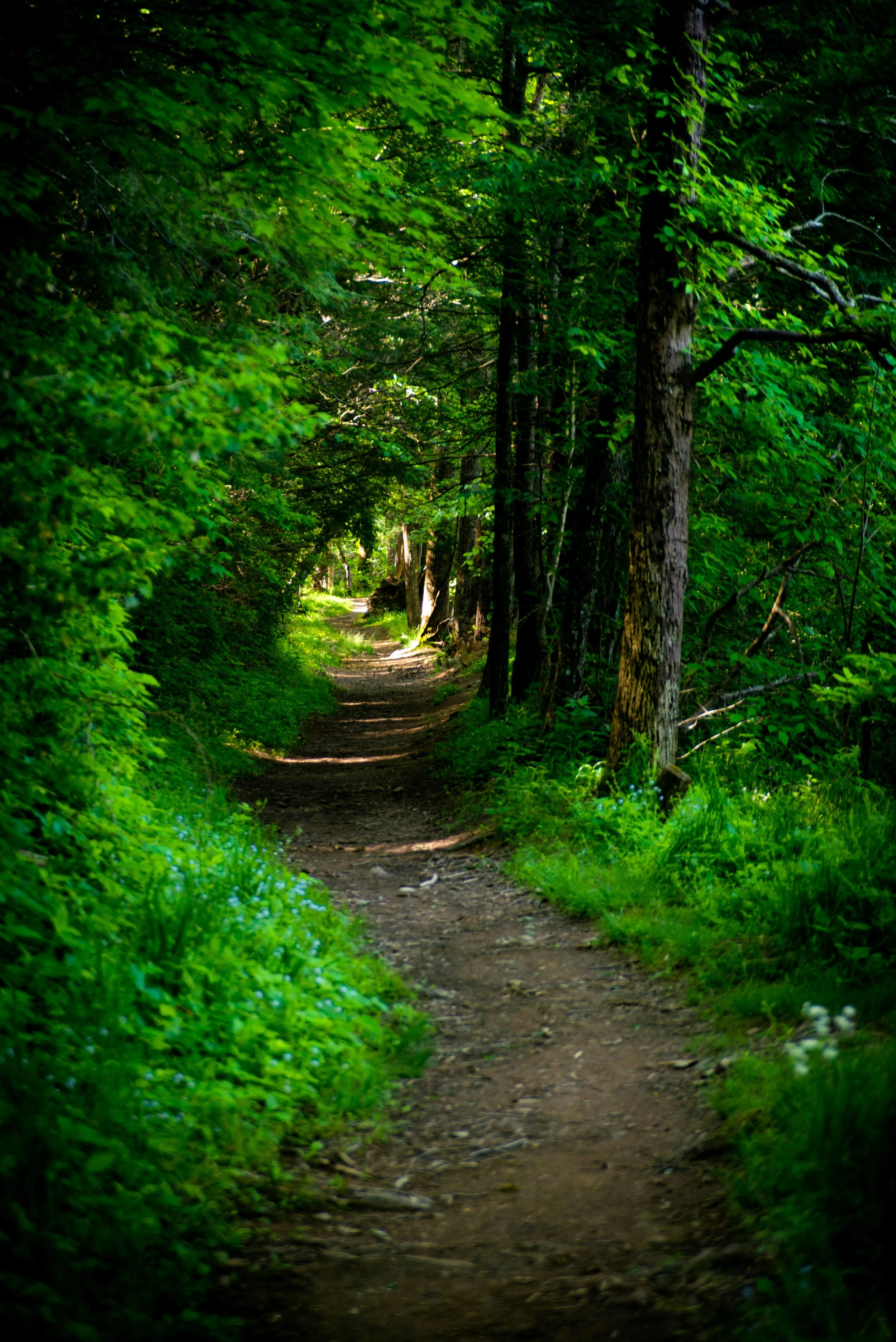 hiking path through dense forest with light up ahead.jpg