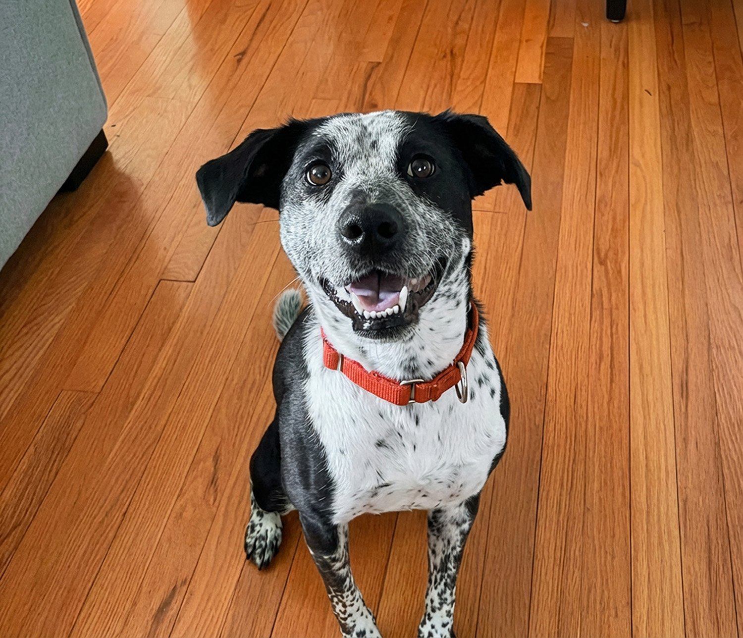 A happy black and white speckled dog with a red collar sitting on wooden flooring, looking up at the camera.