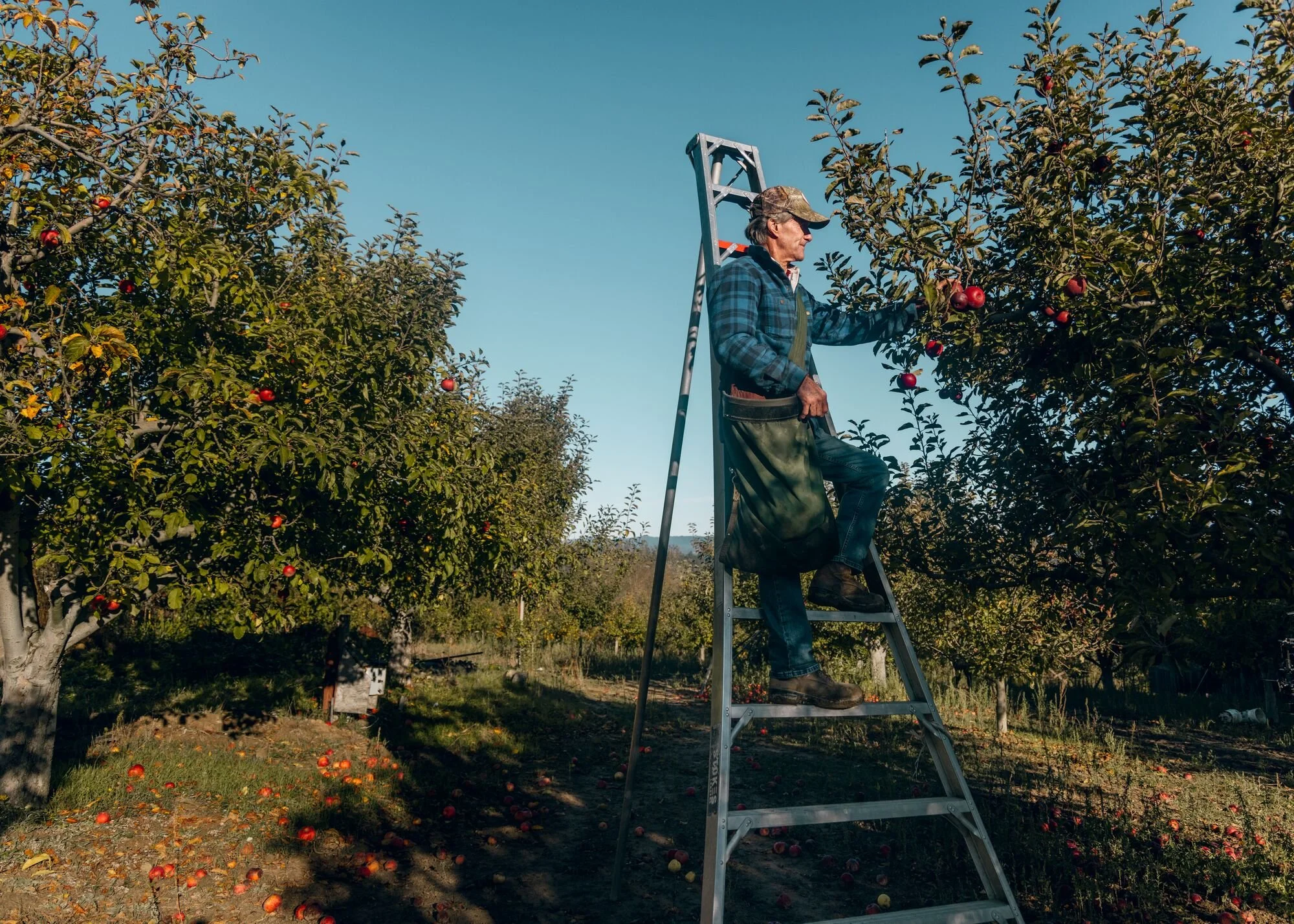 Web_Medium_2000px_-Manzana Apples 1595.jpg