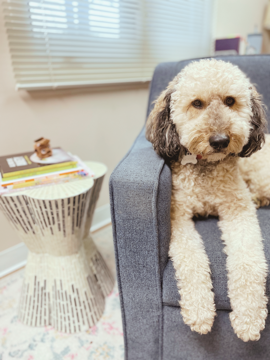 Moose, Certified Therapy Dog
