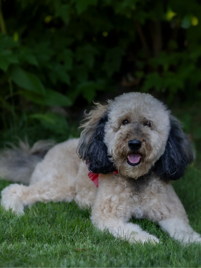 Moose, Certified Therapy Dog