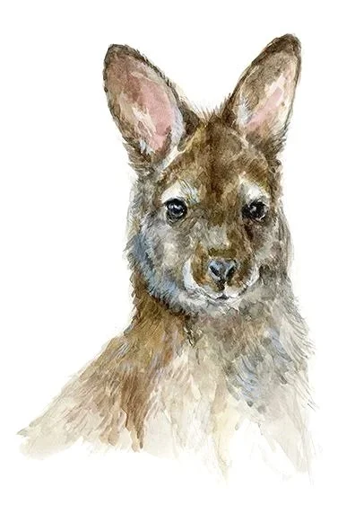 Wallaby-100.jpg
