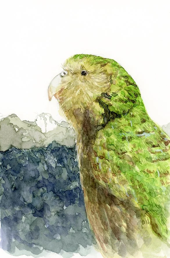 Kakapo_100.jpg