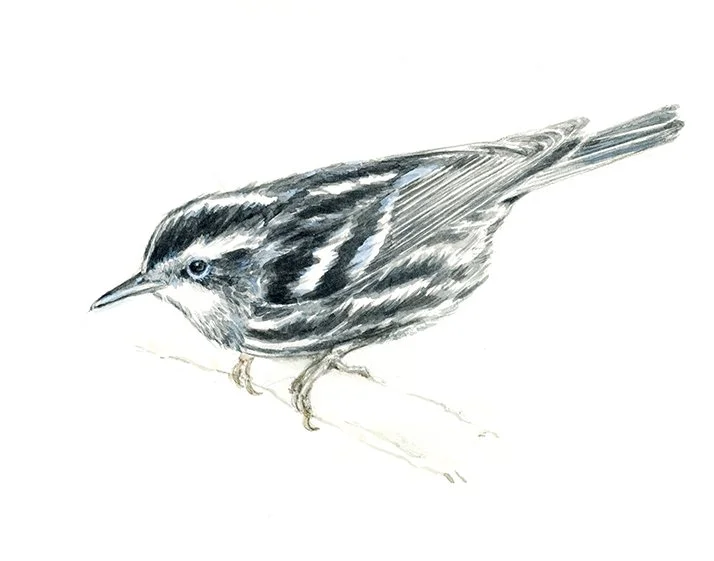 Warbler-100.jpg