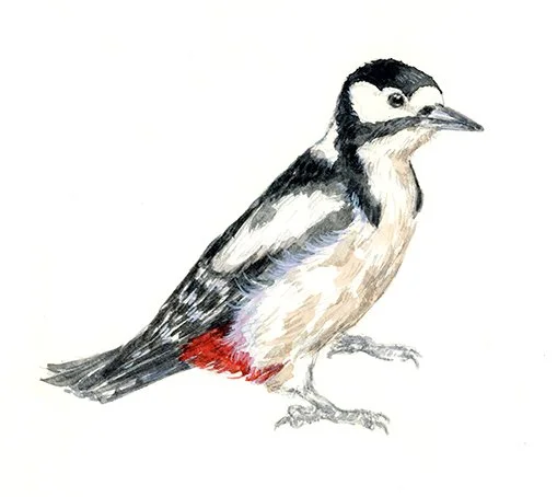 Woodpecker-100.jpg