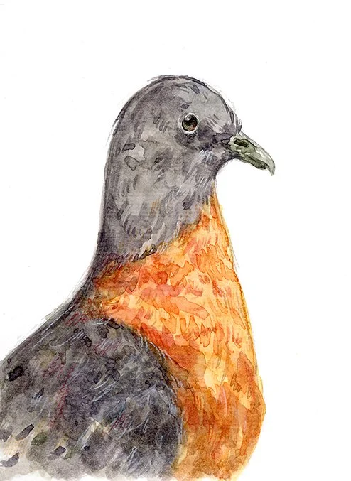 Passenger Pigeon-100.jpg