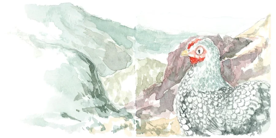6x3_Watercolor_Chicken_150.jpg