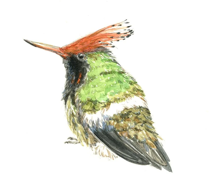 Hummbingbird 150.jpg