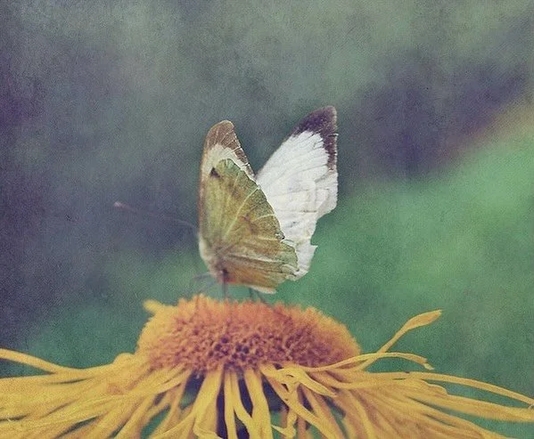 New article on my website ~ The art of noticing 

While reading at home on a recent Sunday morning, I came across a new word,&nbsp;&lsquo;notitita&rsquo;. Jungian psychologist, James Hillman describes this concept as &ldquo;the attentive noticing of 