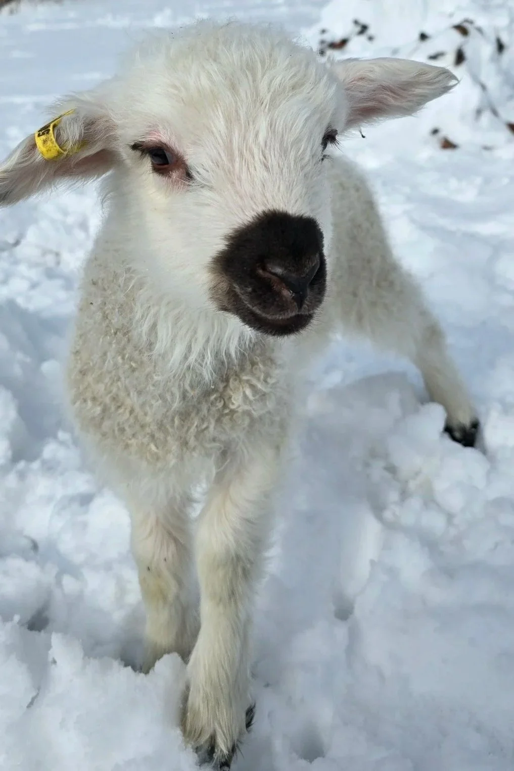 A young white lamb standing on snow, , in a outdoor setting.