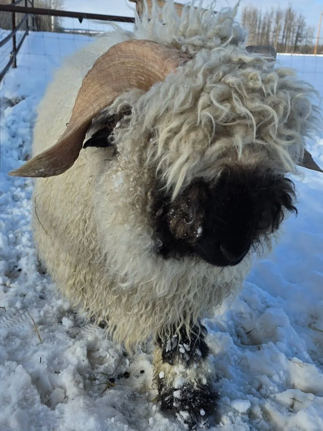 A close-up of a Valais blacknose sheep with curly wool and large horns standing on snow-covered ground outdoors, with a fence and trees in the background.