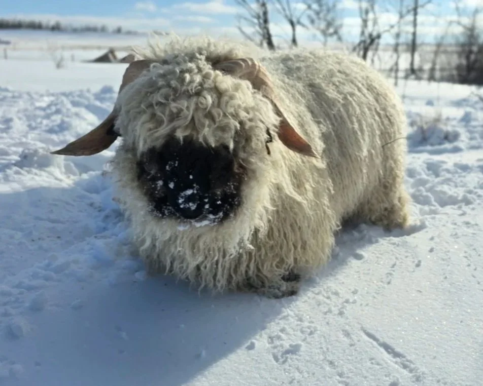 A Valais Blacknose sheep with a black face standing on snow during winter.