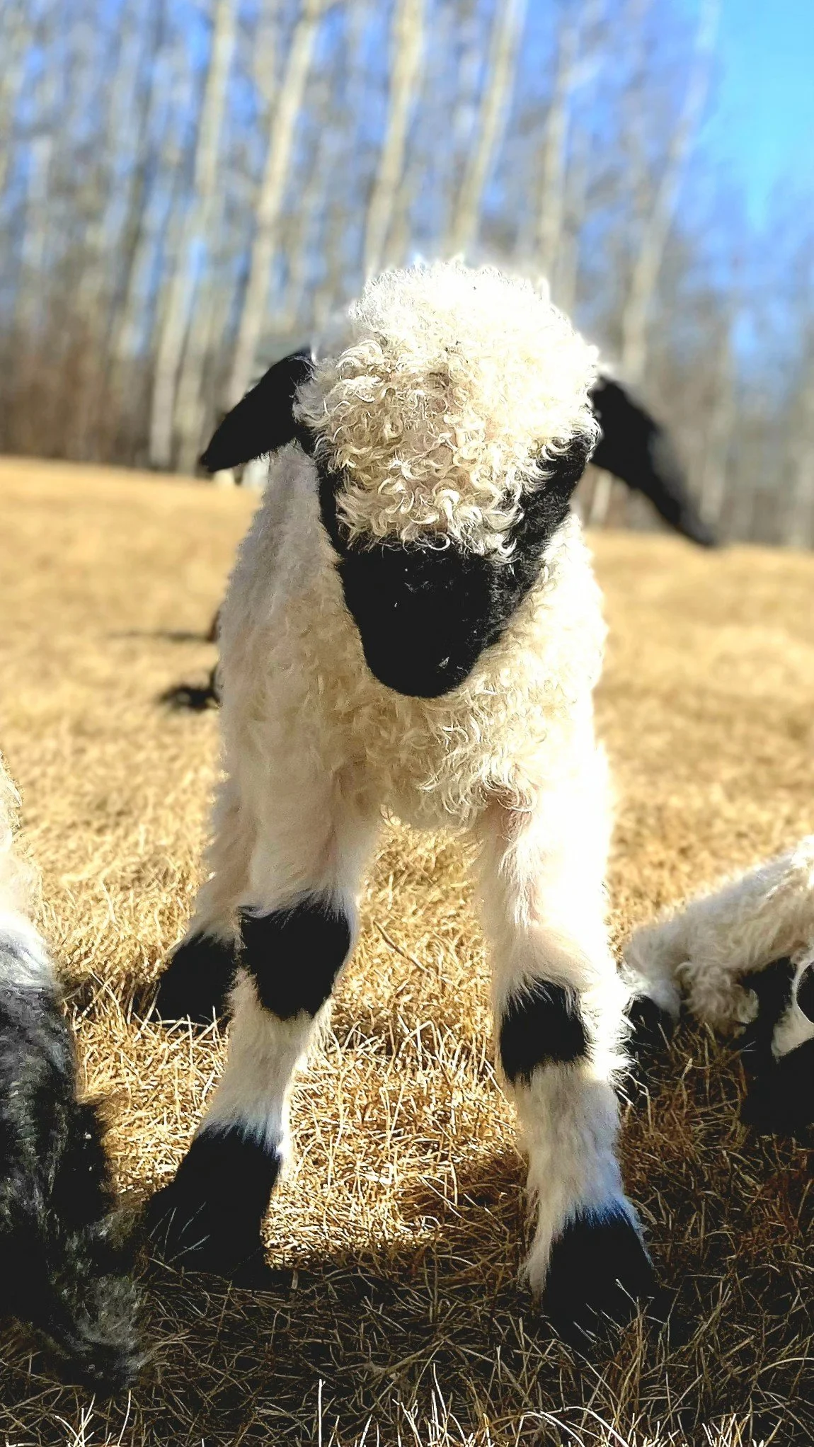 A lamb with curly white wool and black face standing on dry grass with trees in the background.