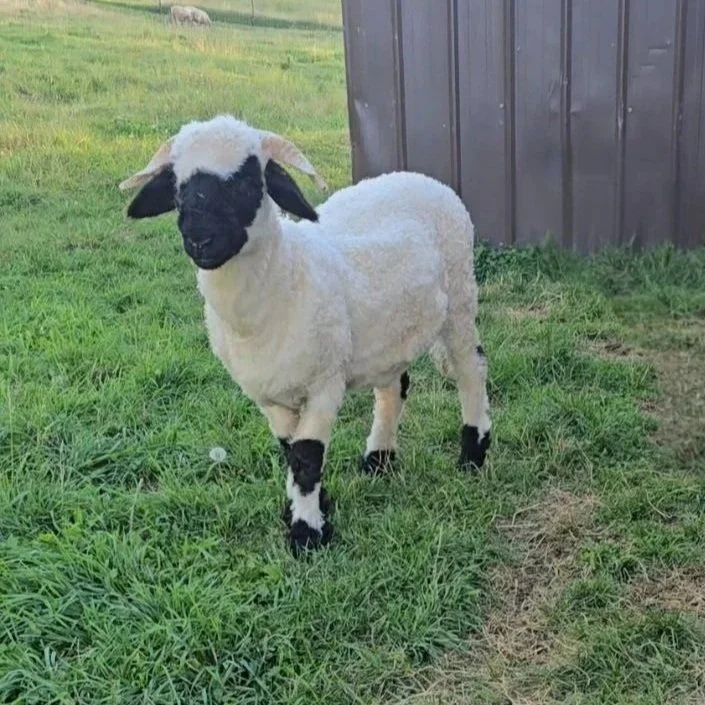 A Valais  Blacknose sheep freshly sheared standing on green grass near a brown fence.