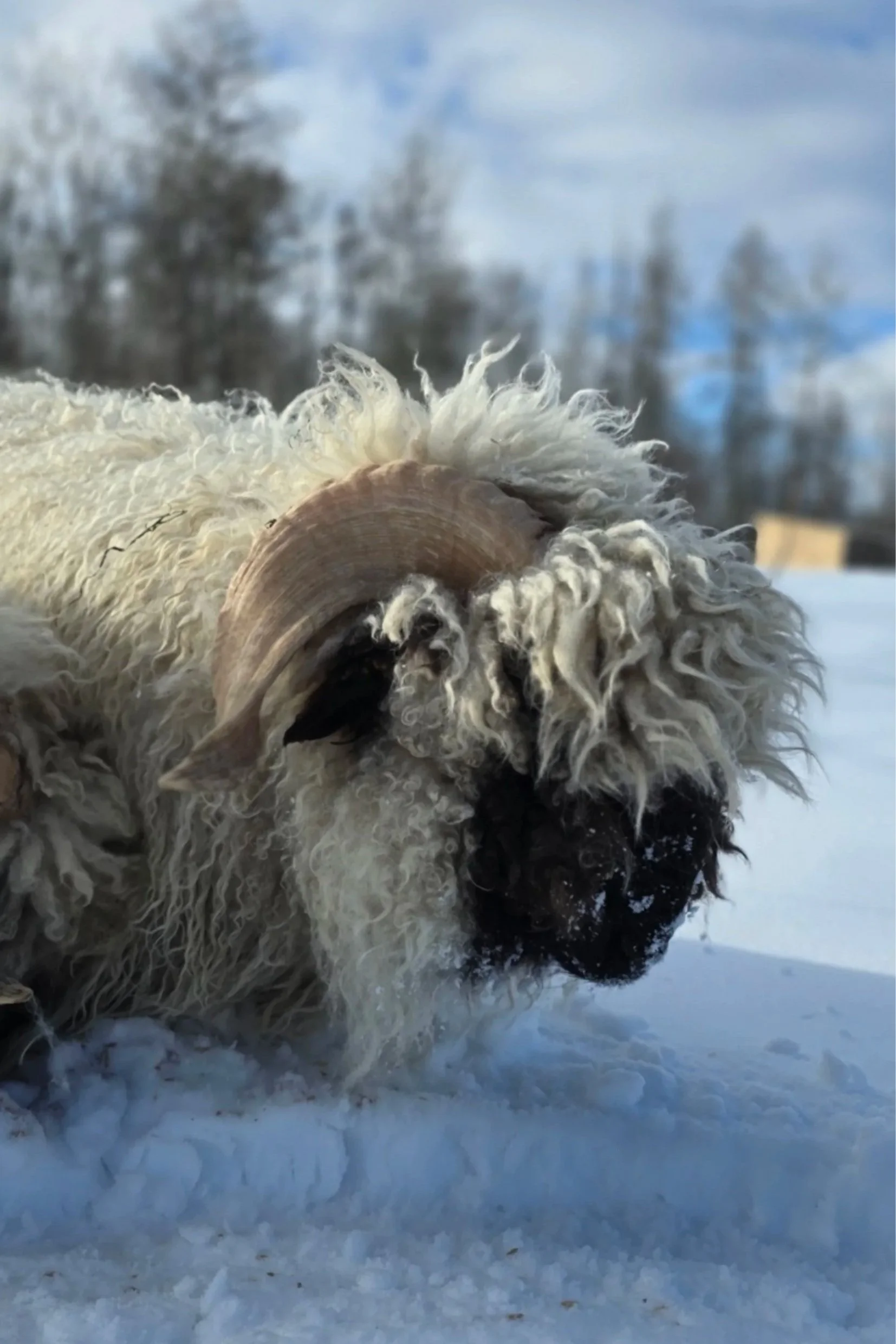 A Valais Ram sheep with curled horns in snow with blue sky and trees in the background.