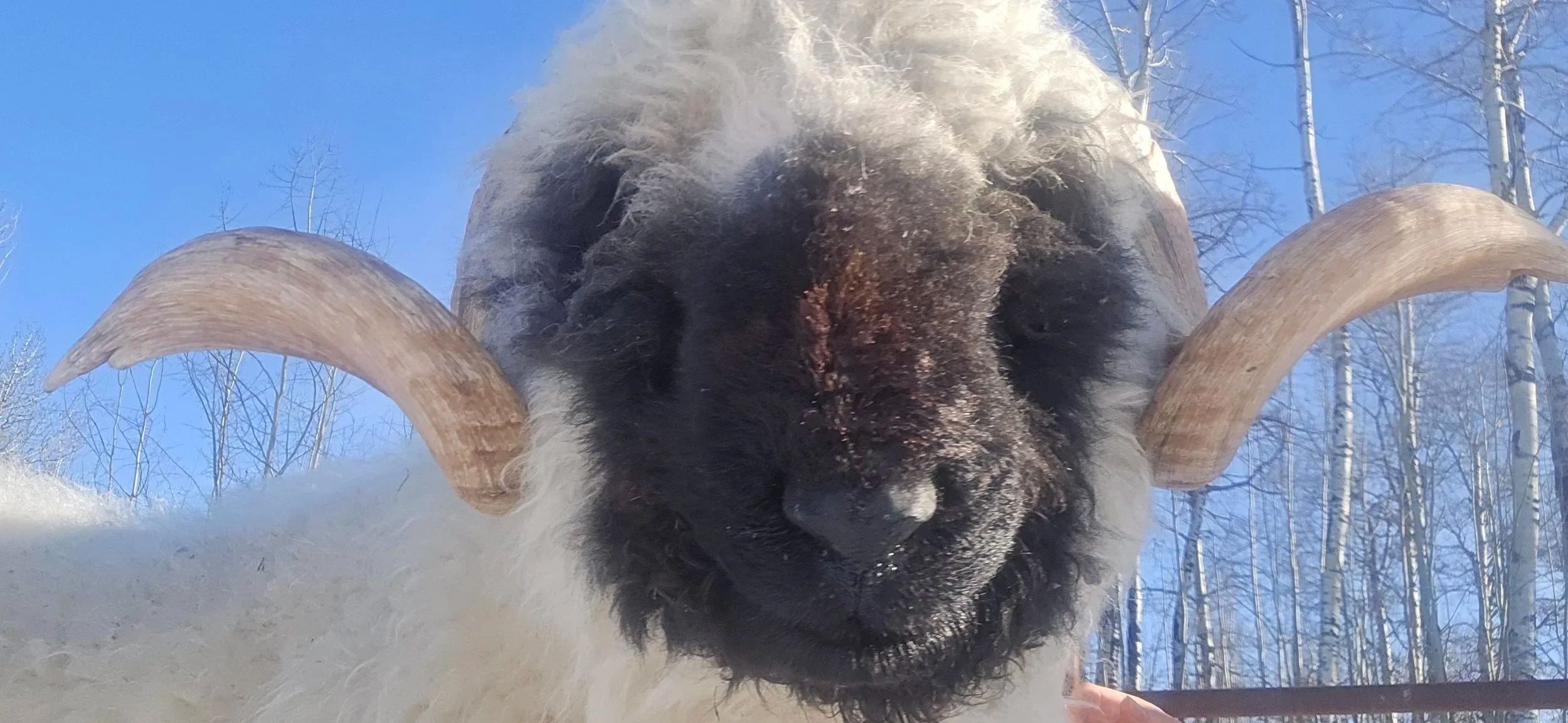 Registered Valais Blacknose ram with curved horns and black facial markings at Kaiser Valais in Alberta, Canada.