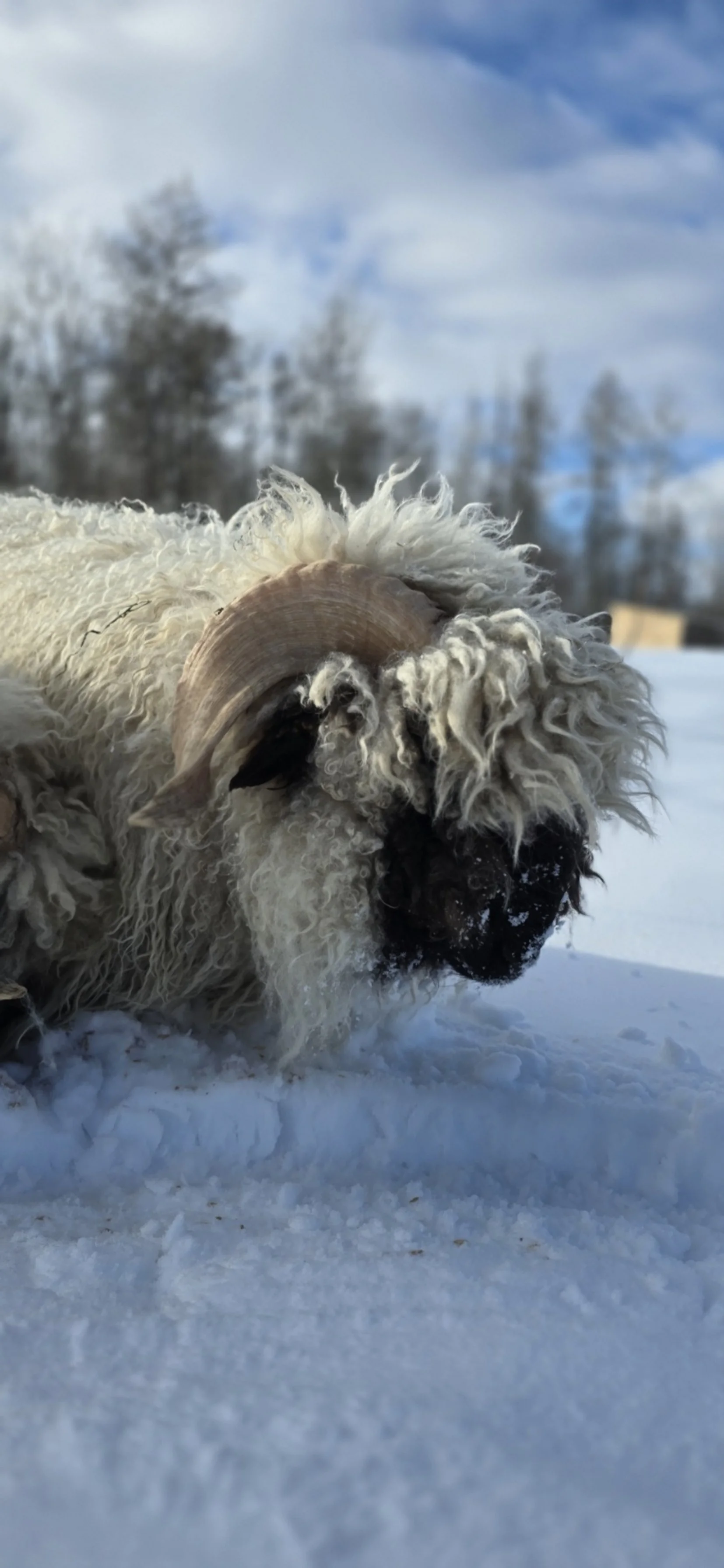 A BDU sheep with curled horns in snow with blue sky and trees in the background.