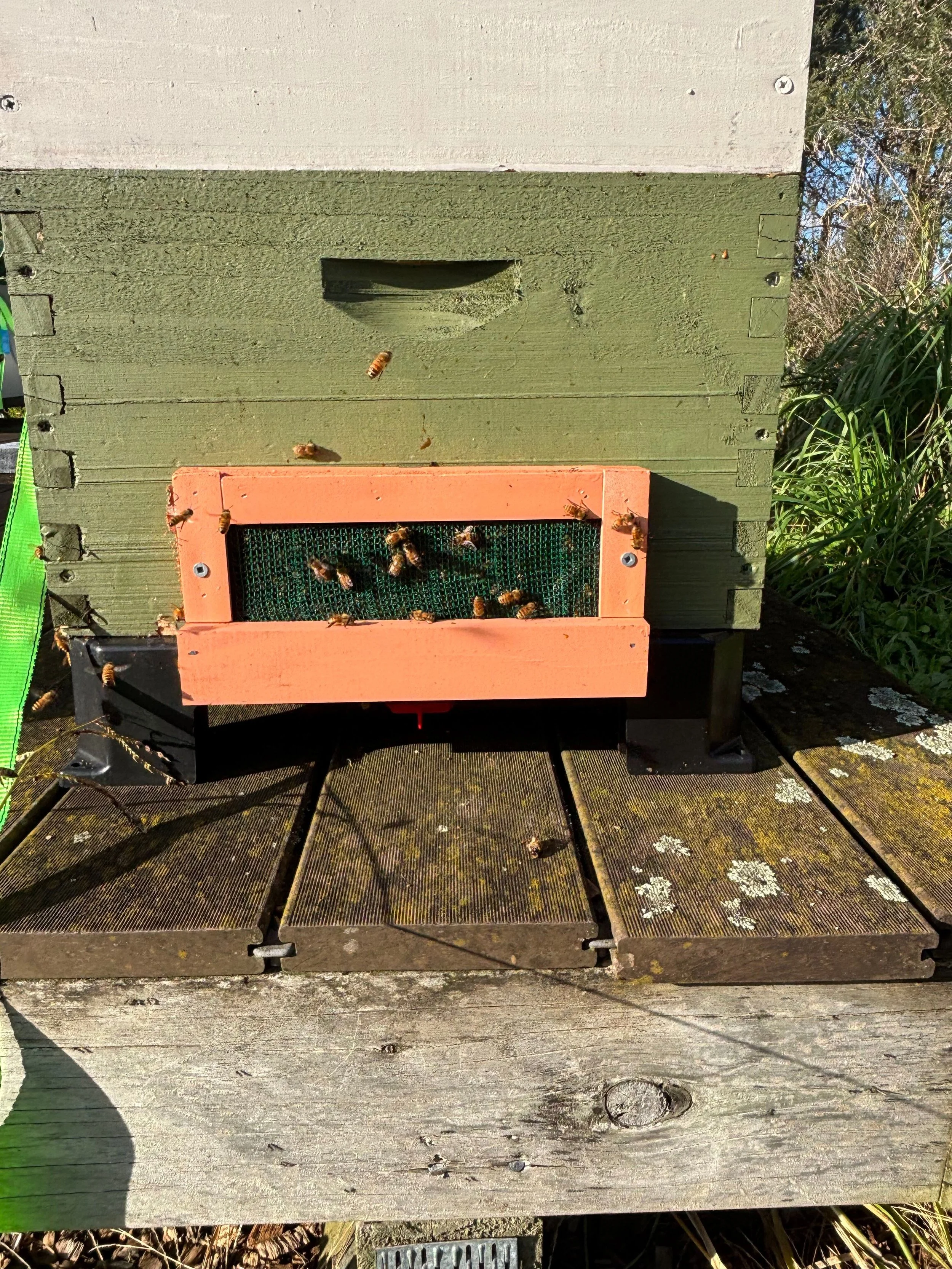 Roding screen 3 Disc Hive Doctor Base