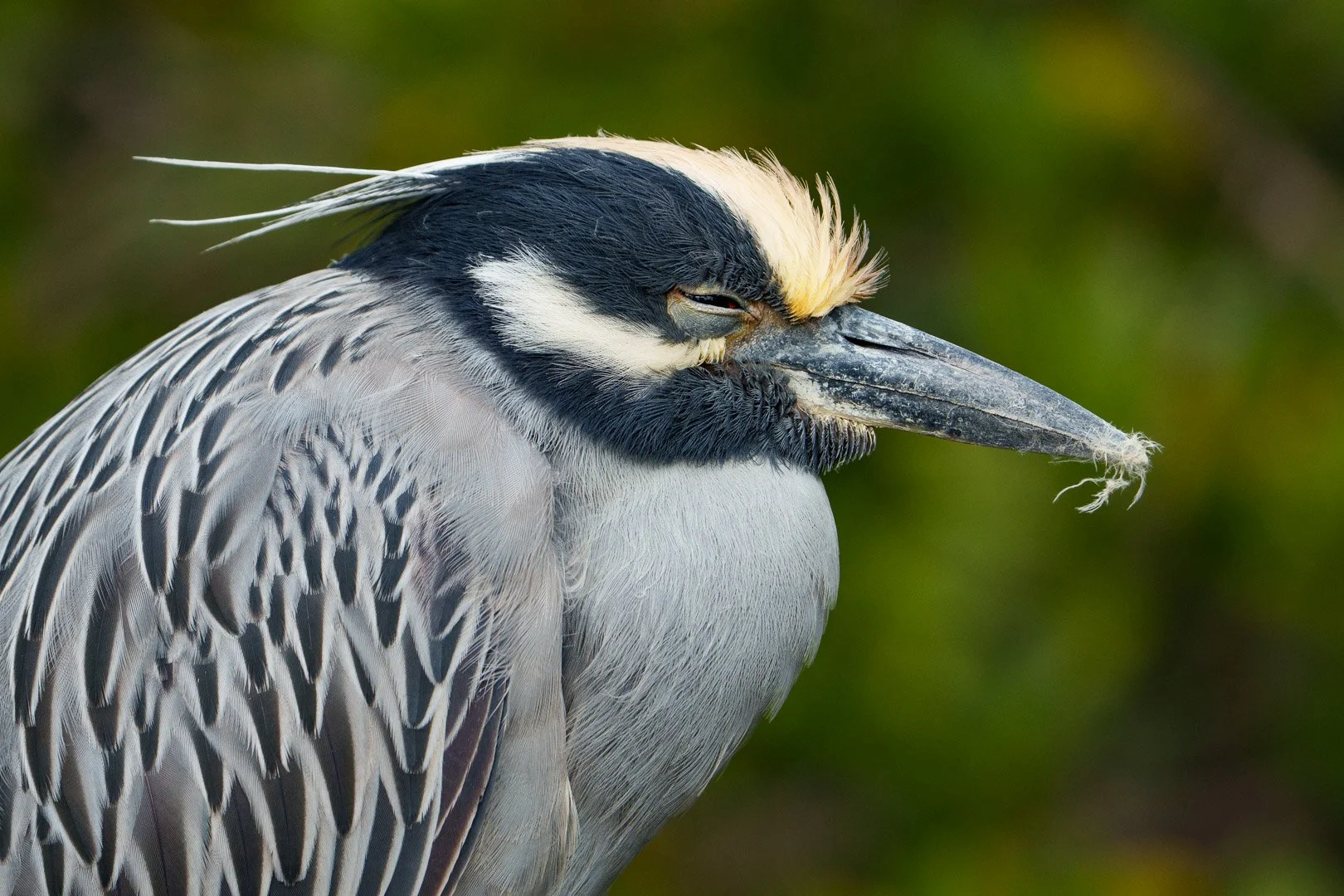 Yellow-Crowned Night Heron - Robinson Preserve