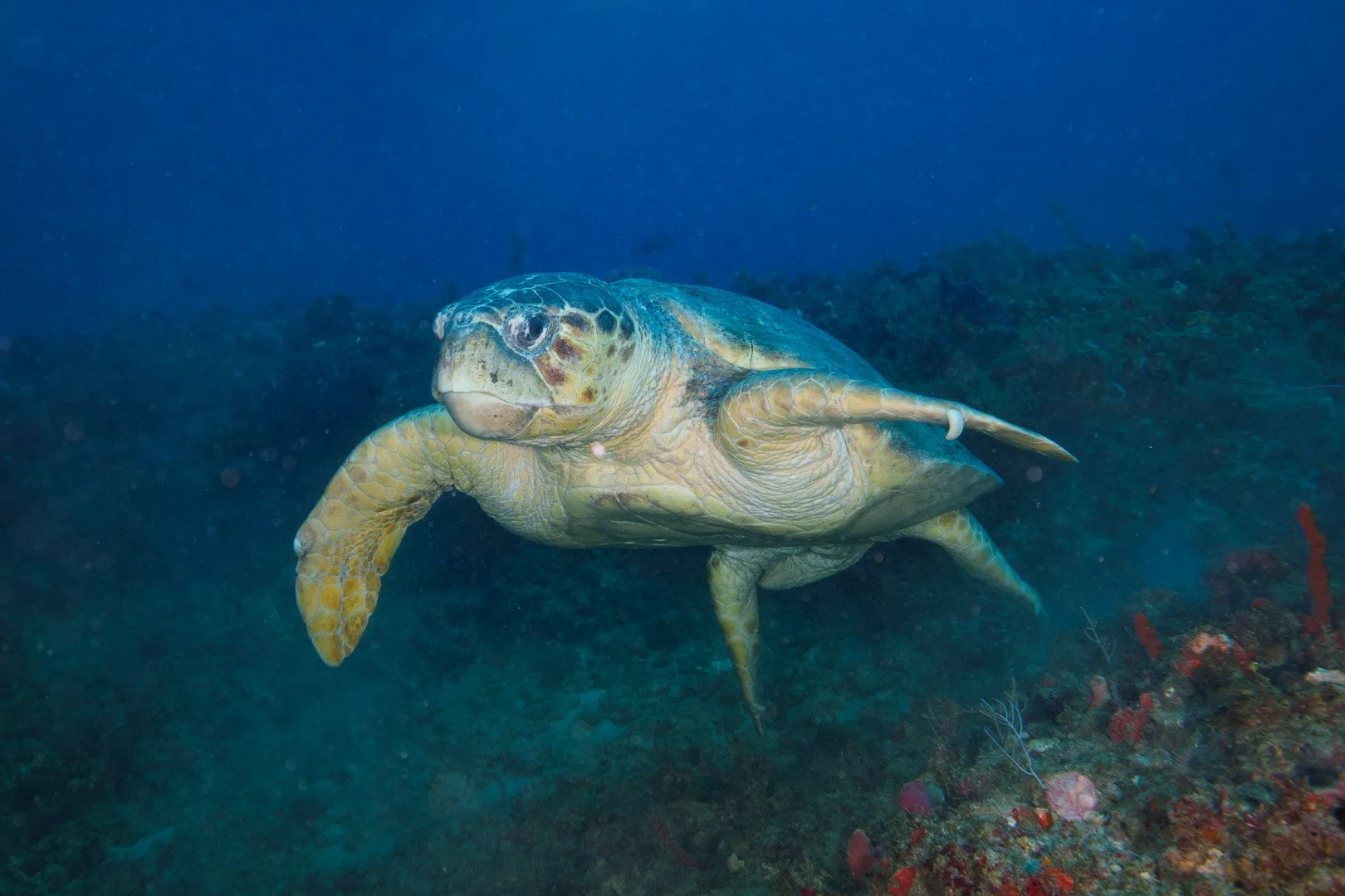 Loggerhead Turtle - Jupiter, Florida