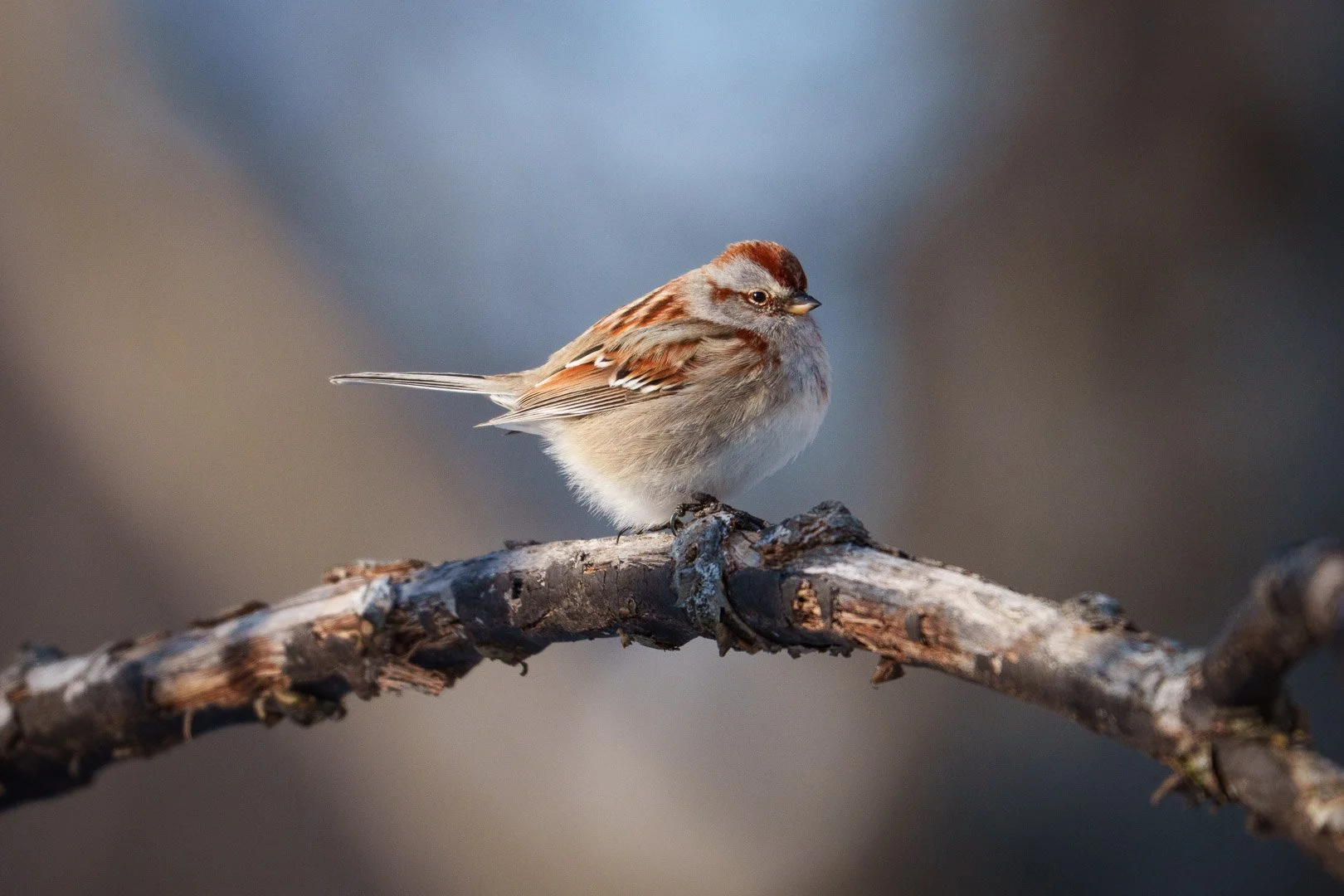 American Tree Sparrow - Indiana