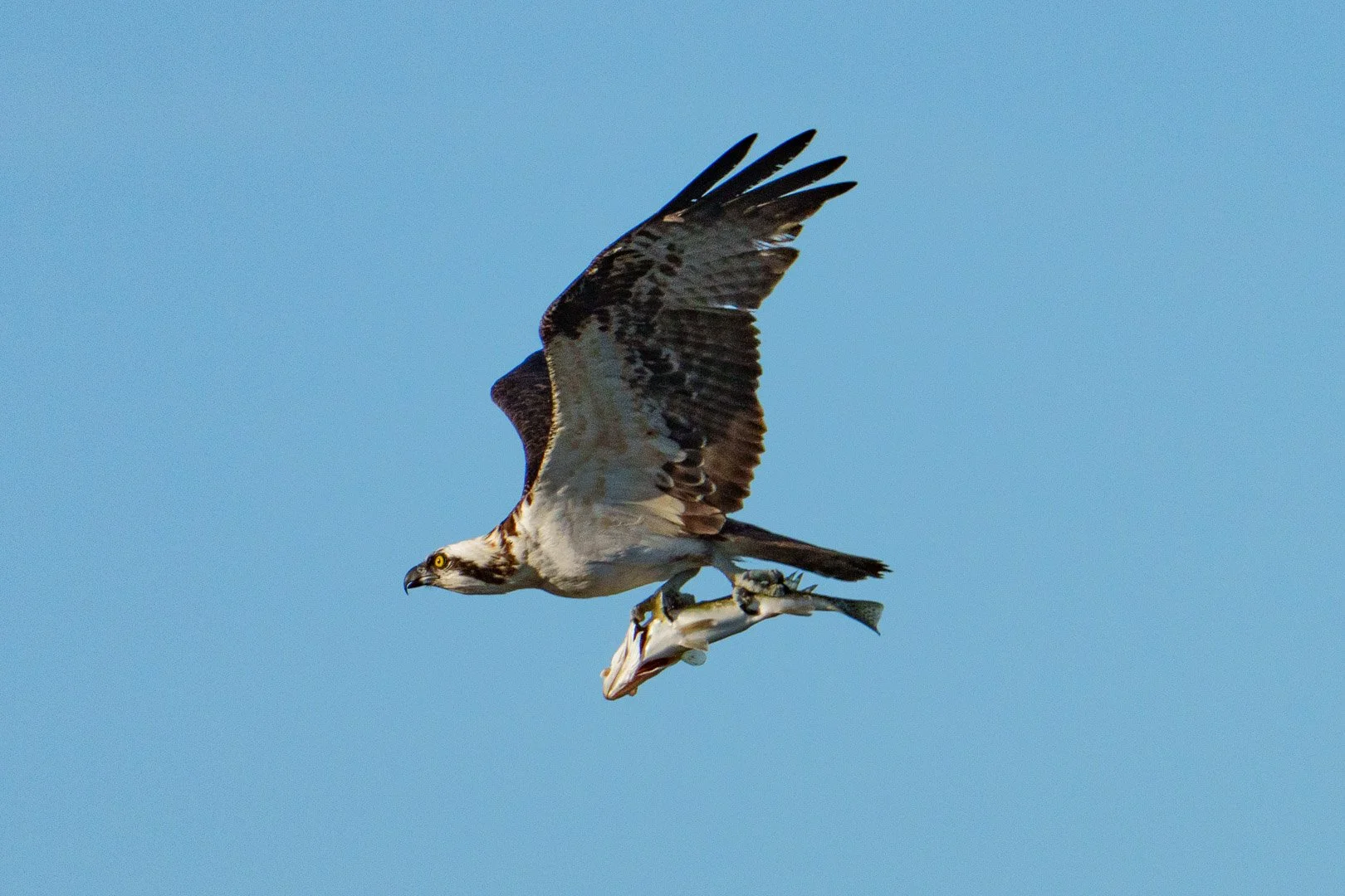 Osprey - Florida