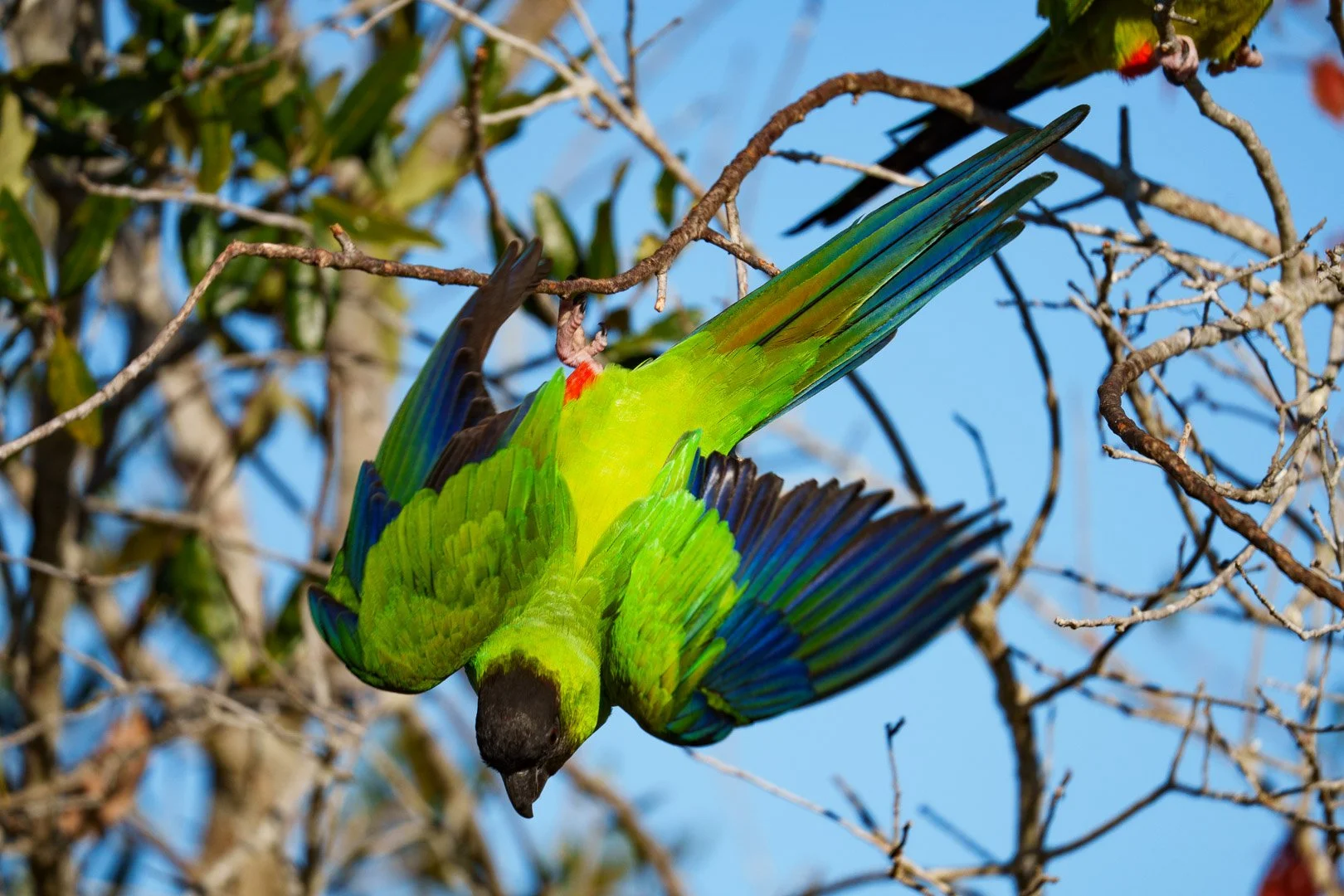 Nanday Parakeet - Celery Fields, Florida