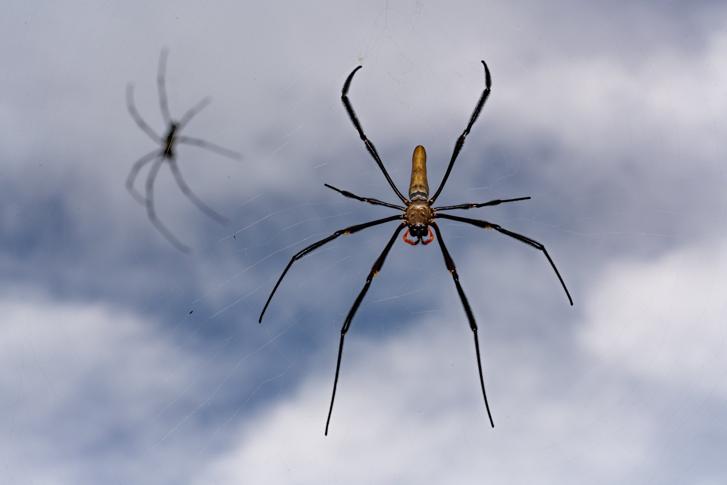 GoldenOrbWeaver.jpg