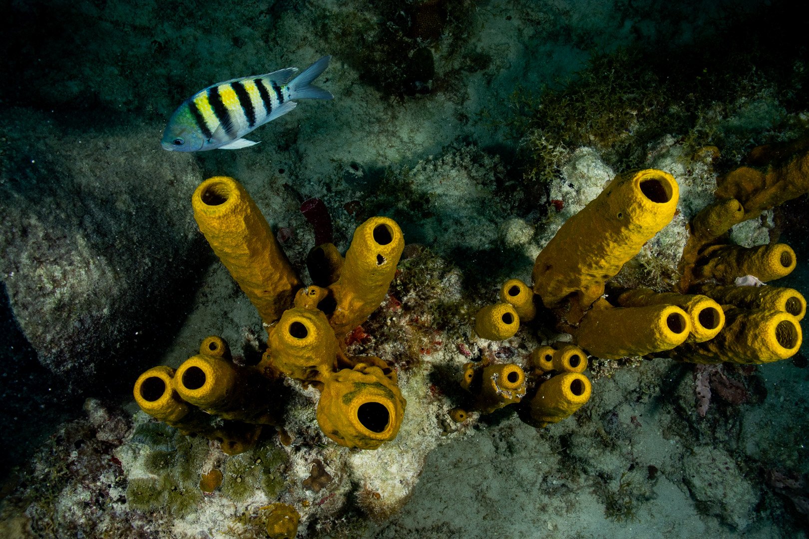 Sergeant Major patrols the Guadalupe Underwater Archaeological Preserve - Bayahibe, Dominican Republic