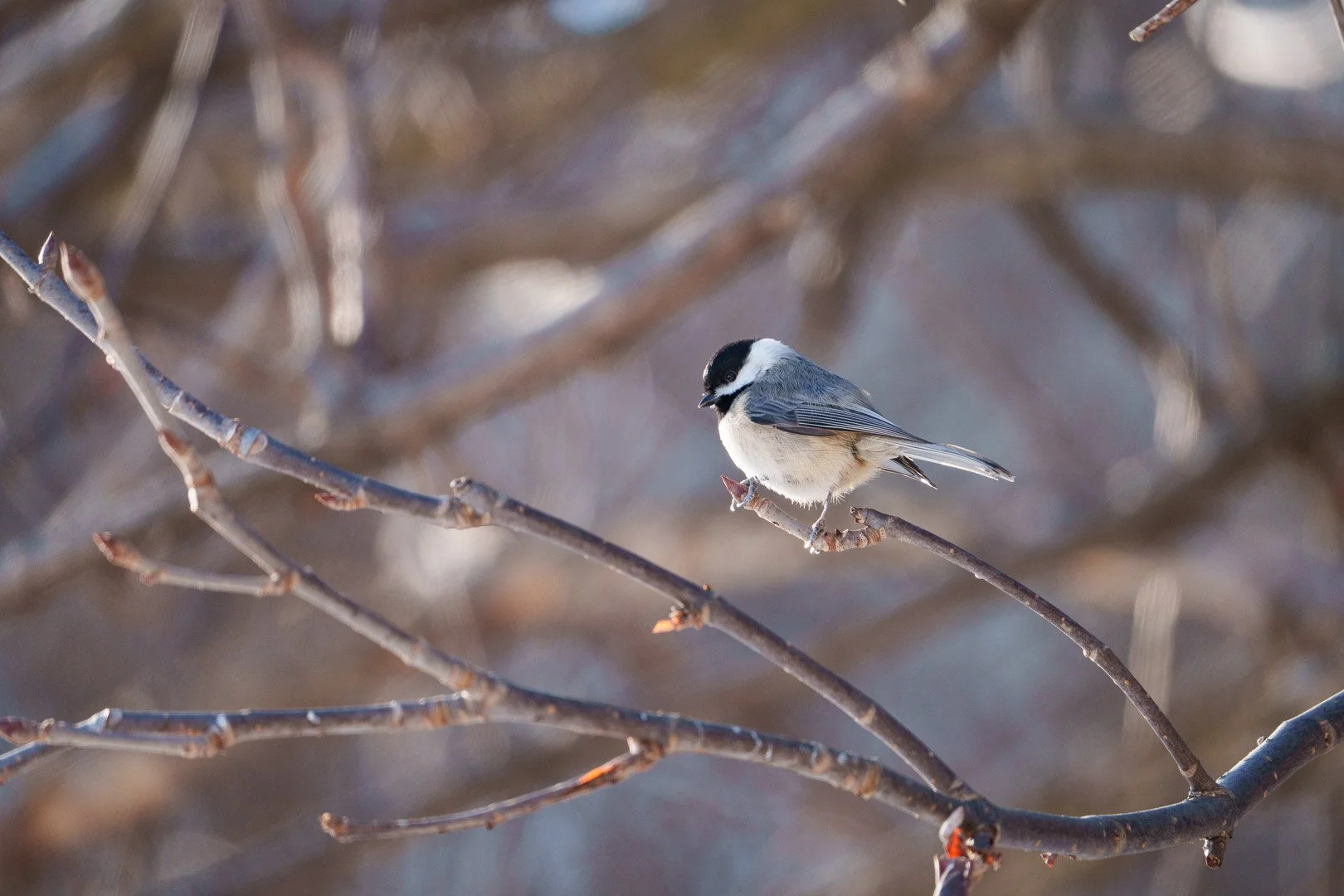 Carolina Chickadee - Indiana