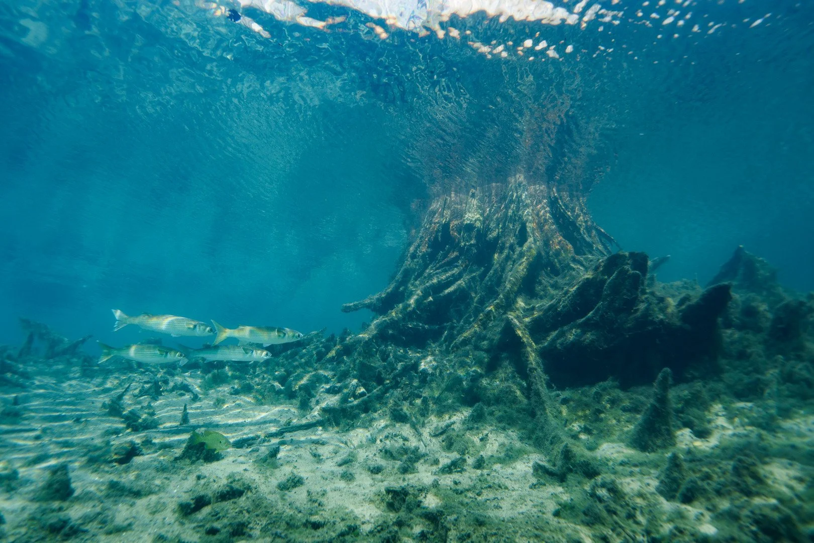 Morrison Springs, Florida