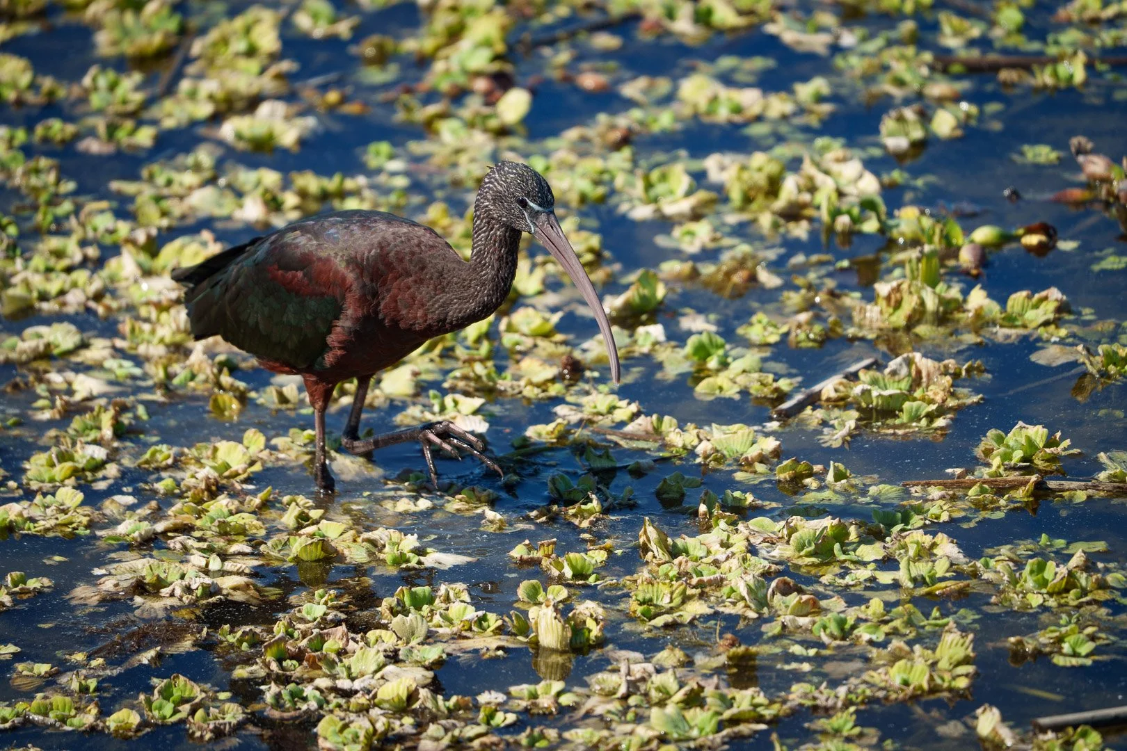 Glossy Ibis - Celery Fields, Florida