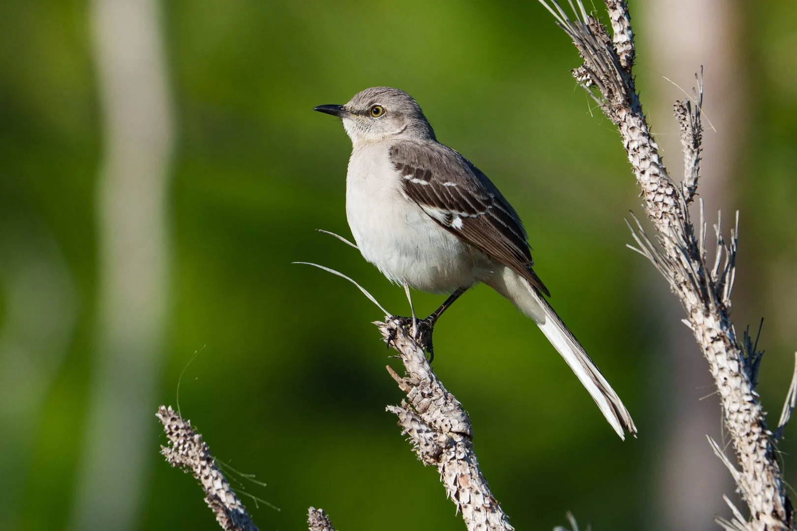 Northern Mockingbird - Robinson Preserve, Florida