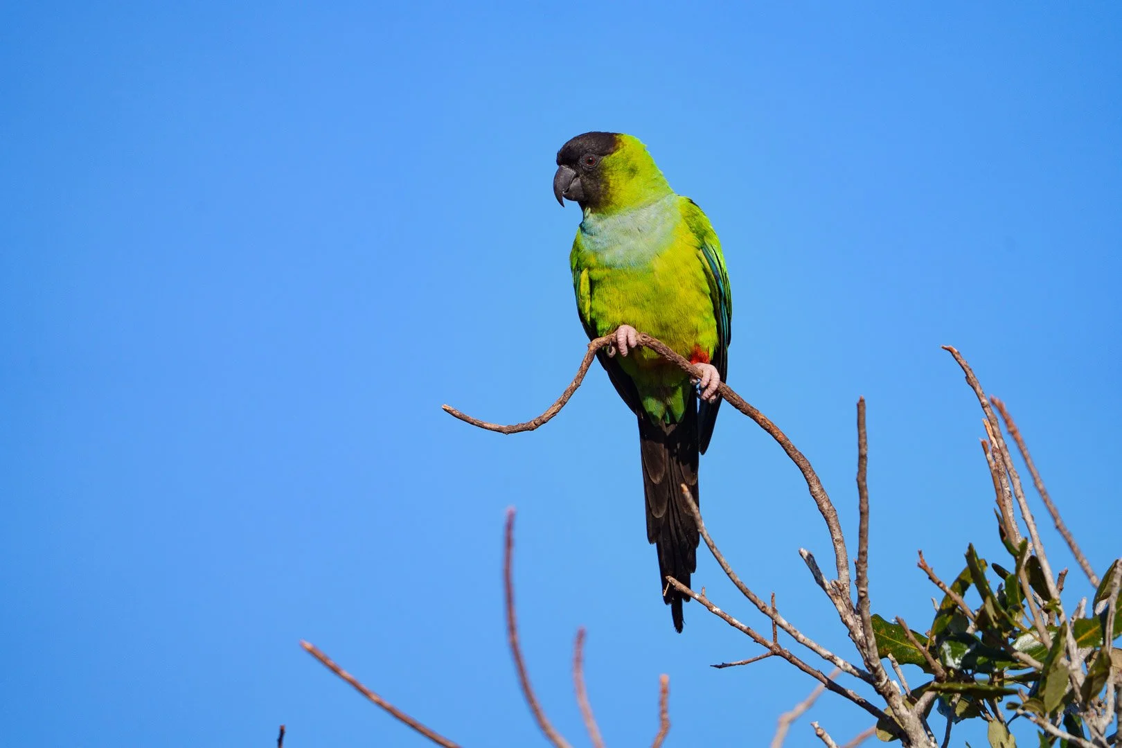 Nanday Parakeet - Celery Fields, Florida