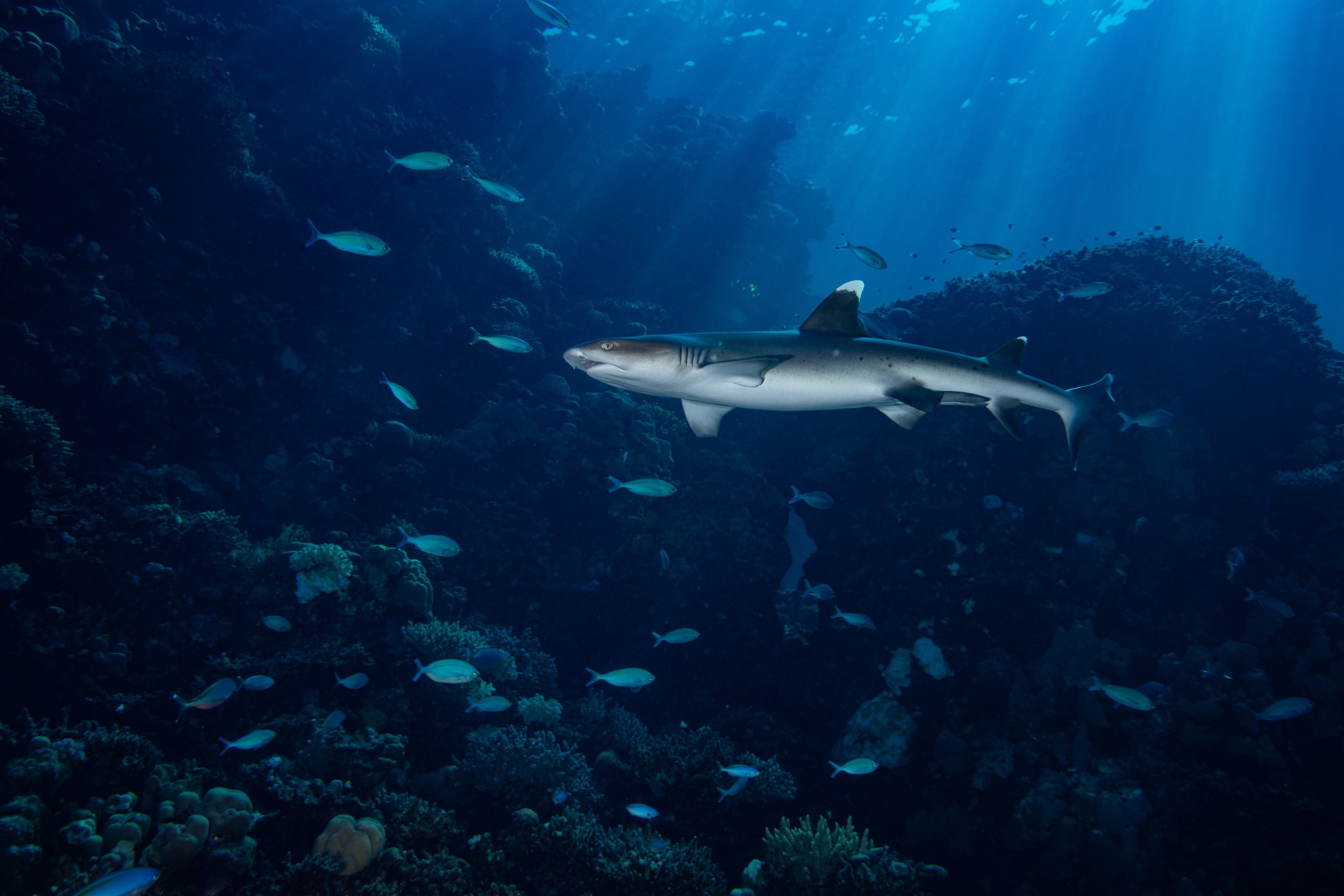 WhiteTip1_Color.jpg