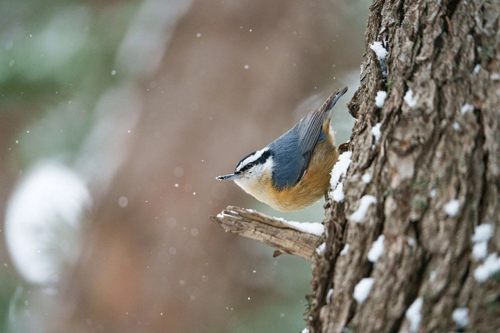 Red-Breasted Nuthatch - El Dorado Canyon, Colorado